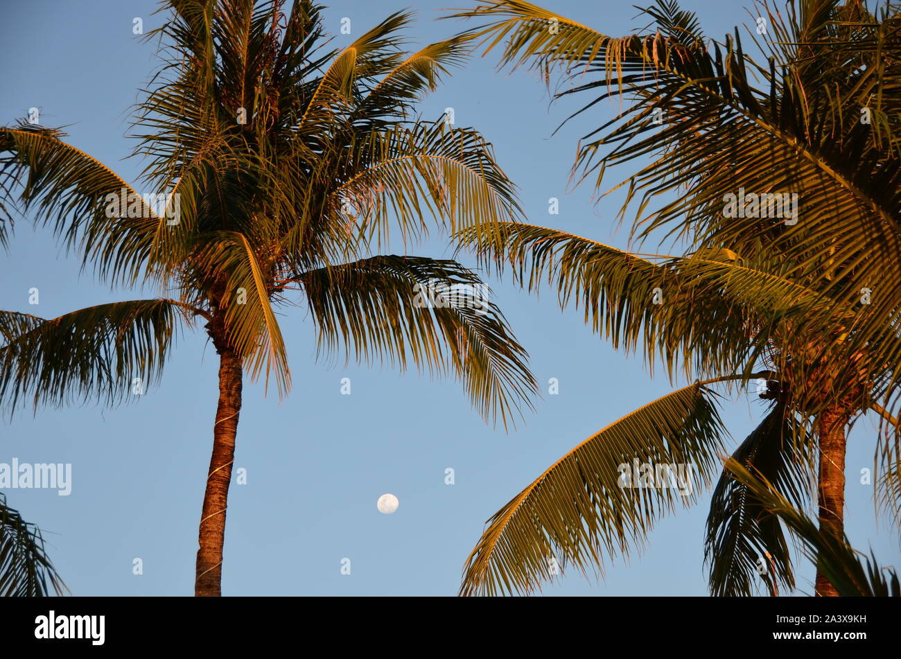 The view of the palm tree and the moon Stock Photo