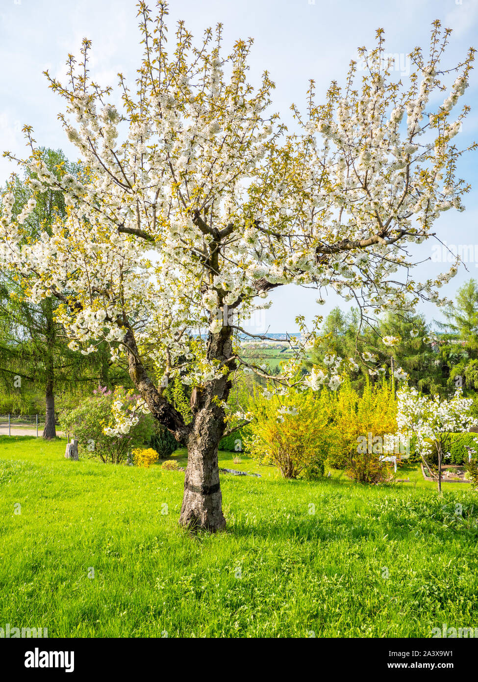 Sour cherry tree in bloom time Stock Photo Alamy Sour cherry tree in bloom time Stock Photo Alamy