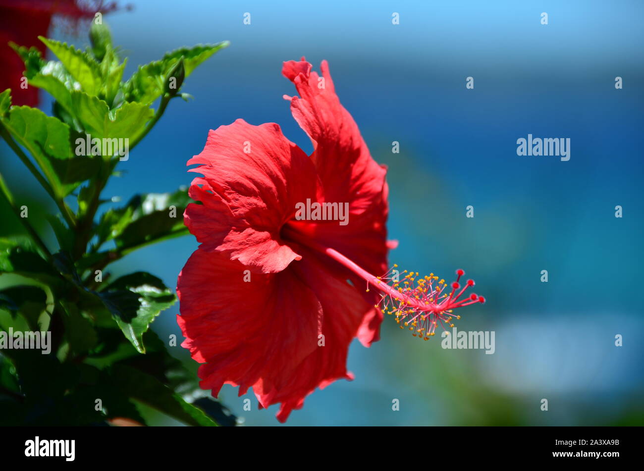The view of the flowers in the garden Stock Photo