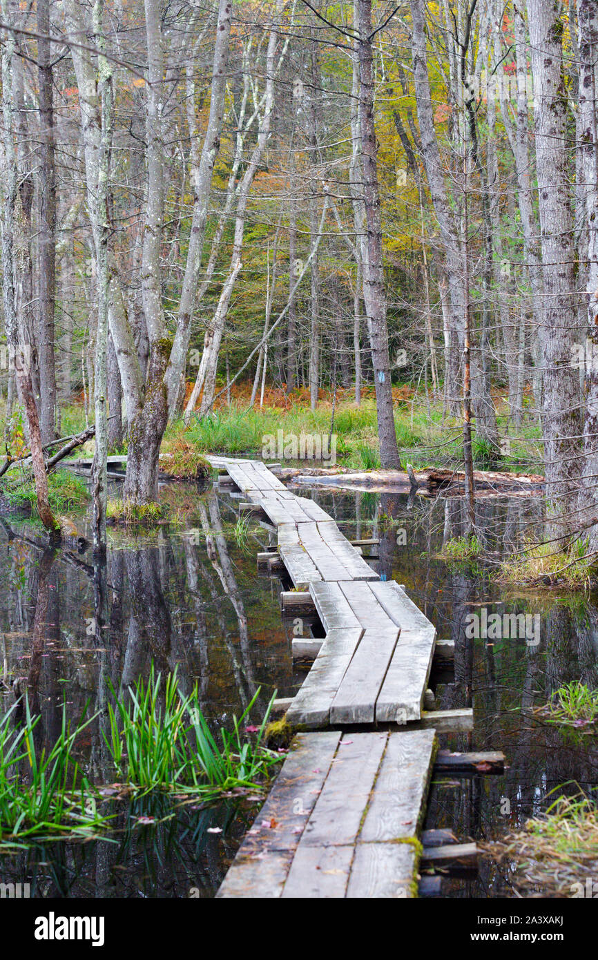 Quincy Bog Natural Area in Rumney, New Hampshire USA during the autumn