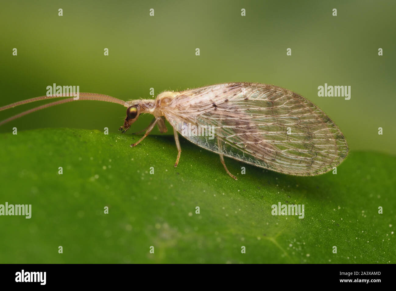 Brown Lacewing perched on rhododendron leaf. Tipperary, Ireland Stock Photo