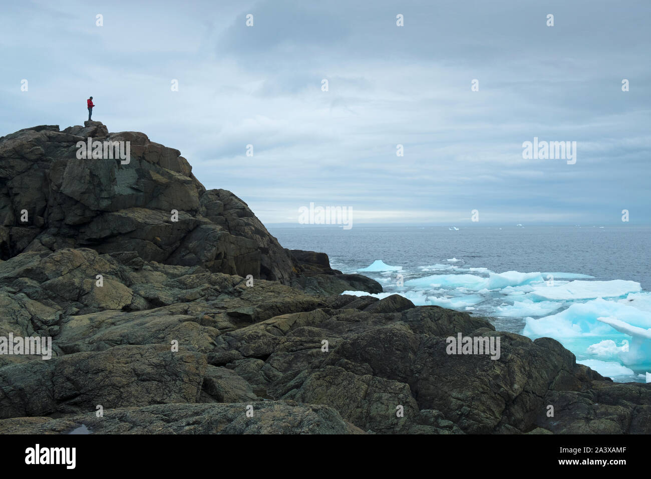 Pack ice floats near the rocky coast at St. Anthony, Newfoundland Stock Photo