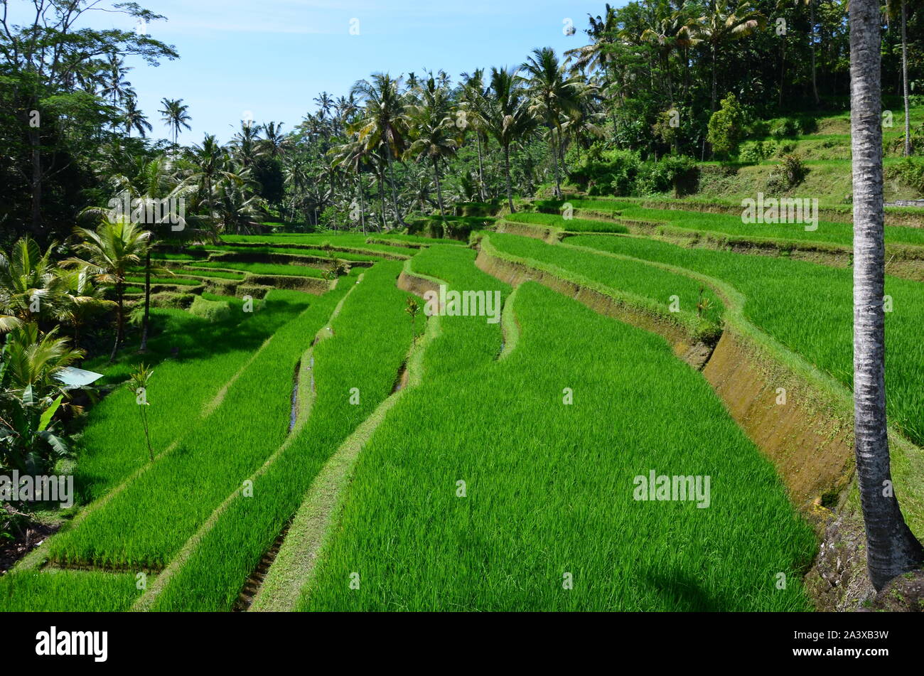 The view of the jungle and rice terraces Stock Photo