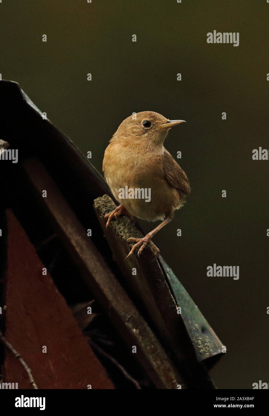 Southern House Wren (Troglodytes aedon chilensis) adult perched on roof   Puyehue National Park, Chile              January Stock Photo