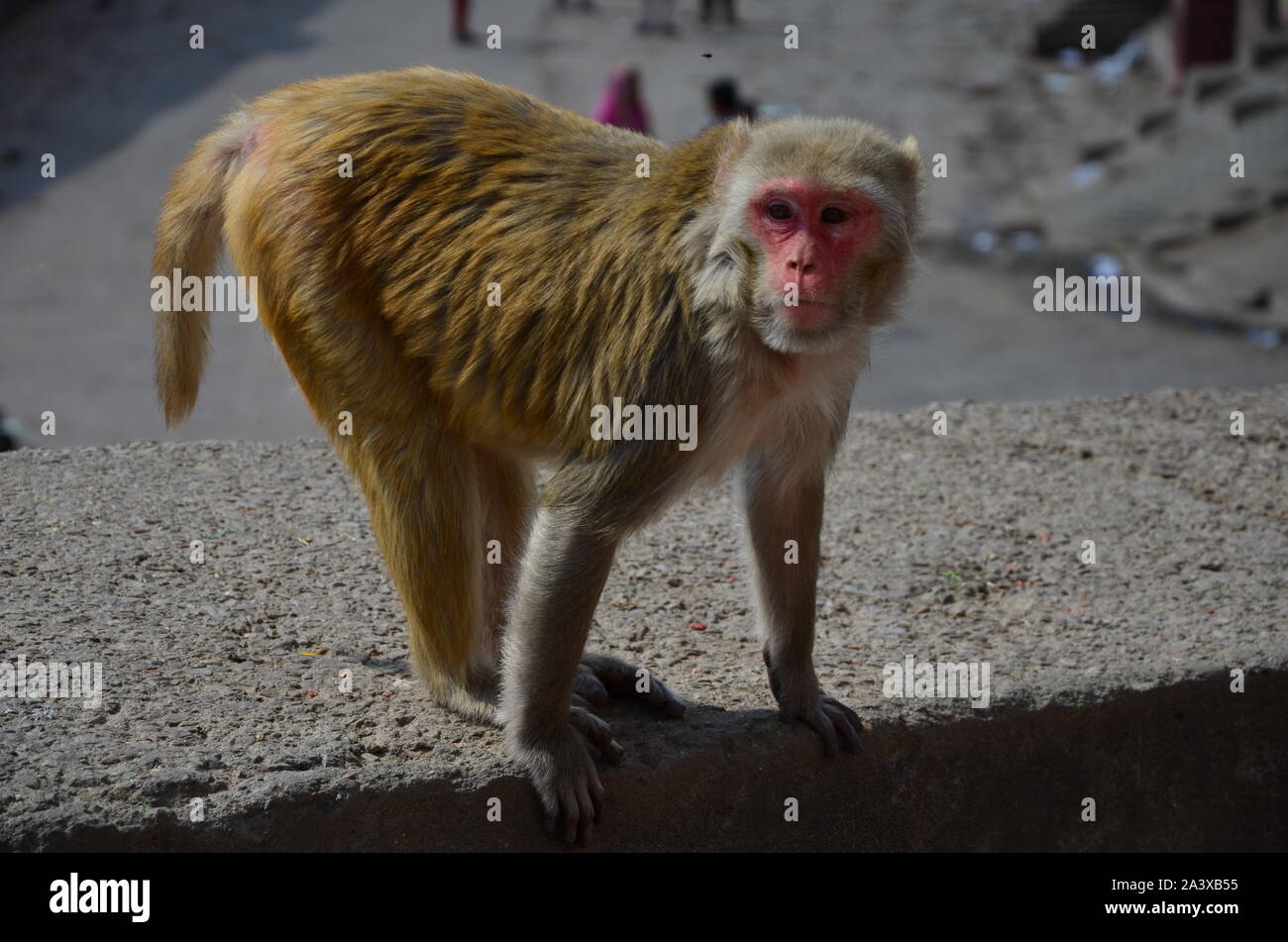 Little monkey on a rock Stock Photo