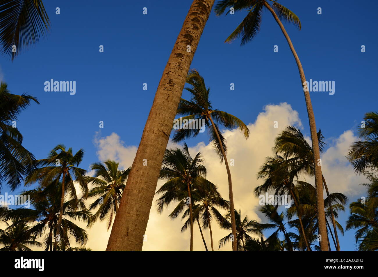 The view of the palm trees on tropical island Stock Photo