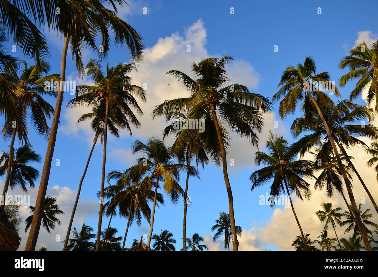 The view of the palm trees on tropical island Stock Photo