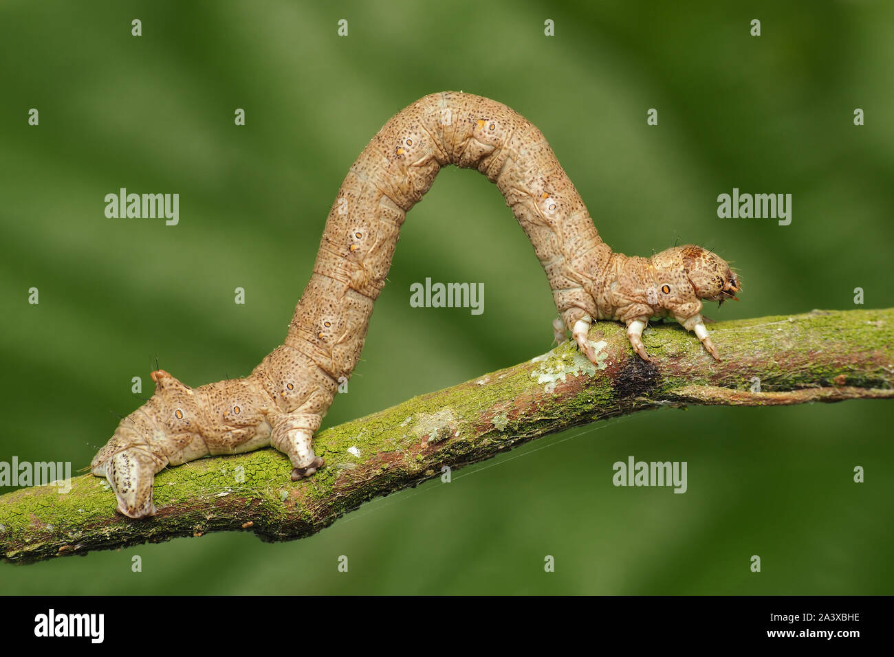 Feathered Thorn moth caterpillar (Colotois pennaria) at rest on branch. Tipperary, Ireland Stock Photo
