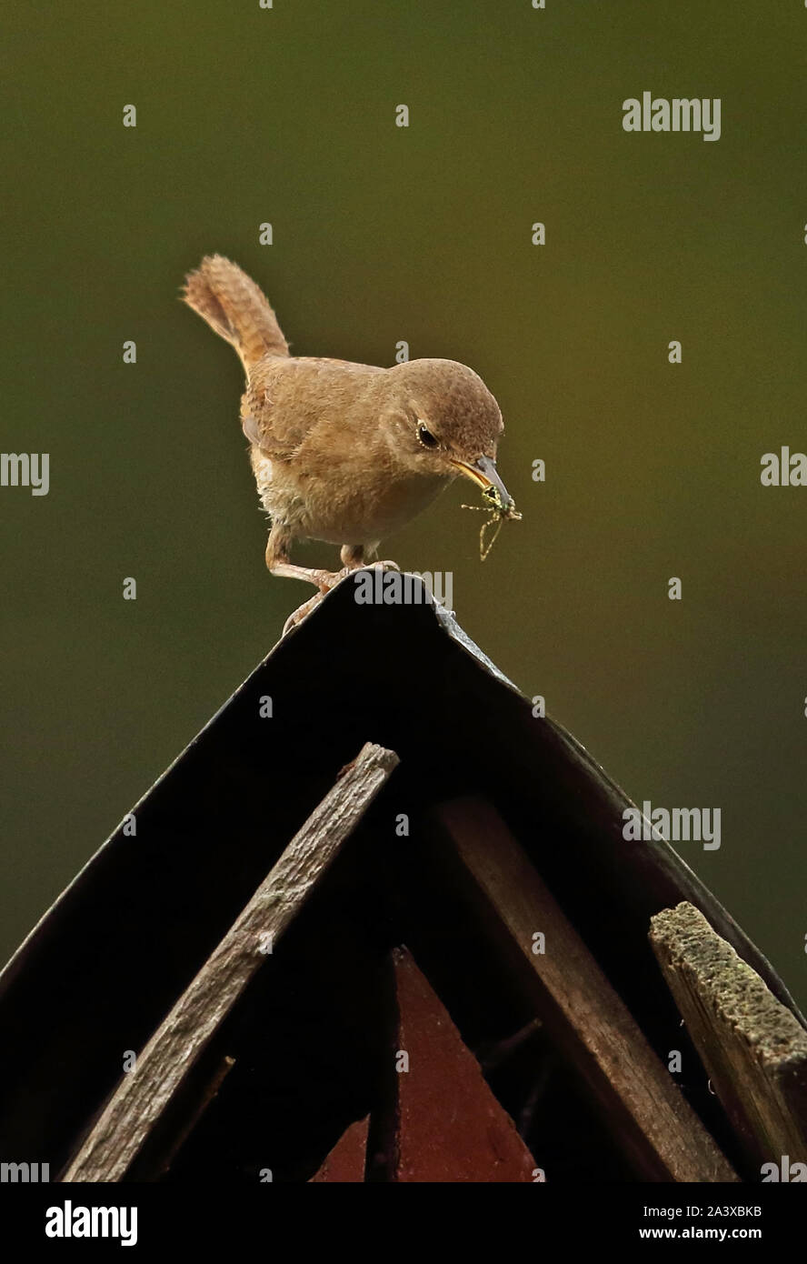 Southern House Wren (Troglodytes aedon chilensis) adult perched on roof approaching nest with spider in bill  Puyehue National Park, Chile Stock Photo