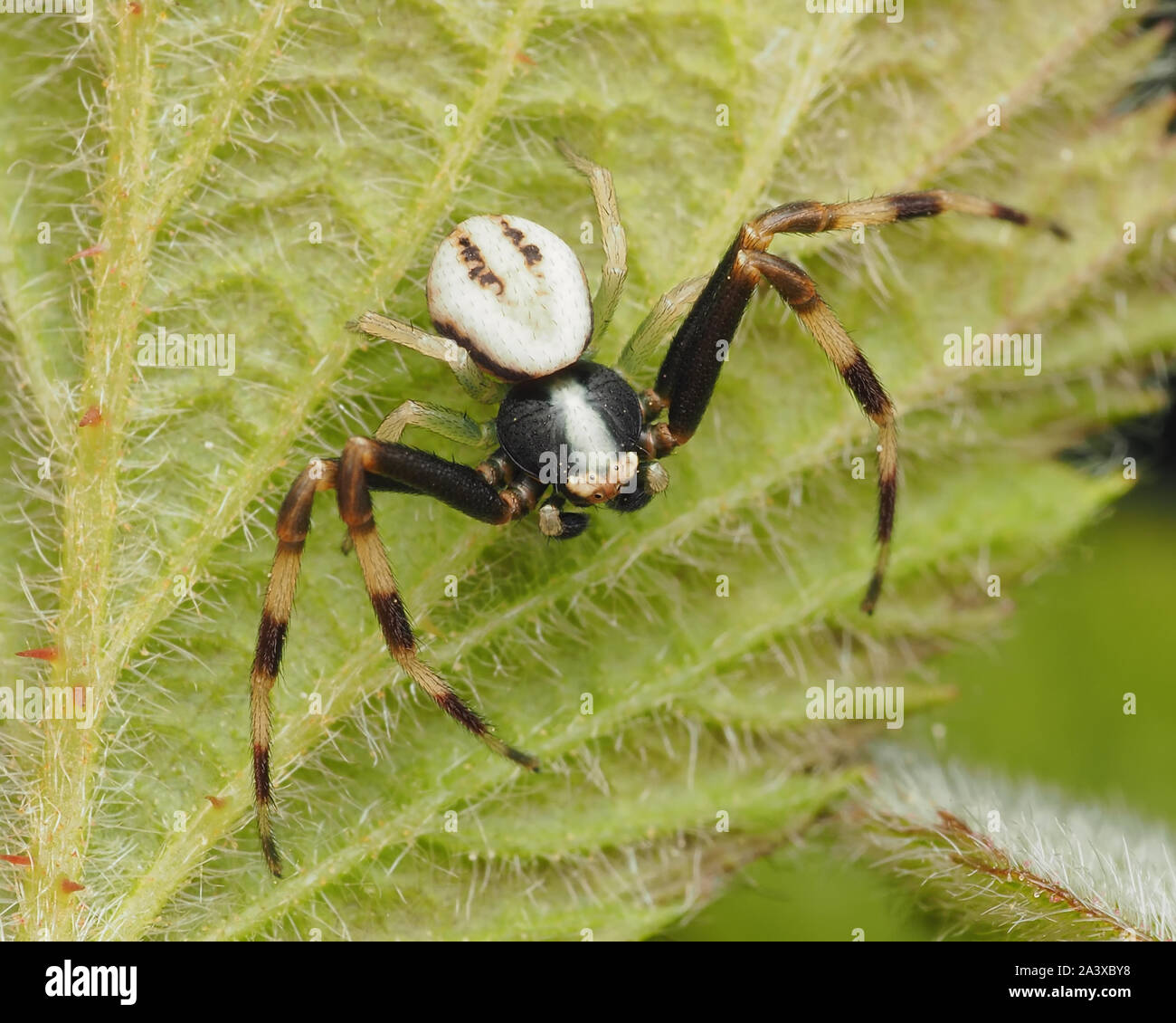 Male Misumena vatia crab spider at rest on bramble leaf. Tipperary, Ireland Stock Photo