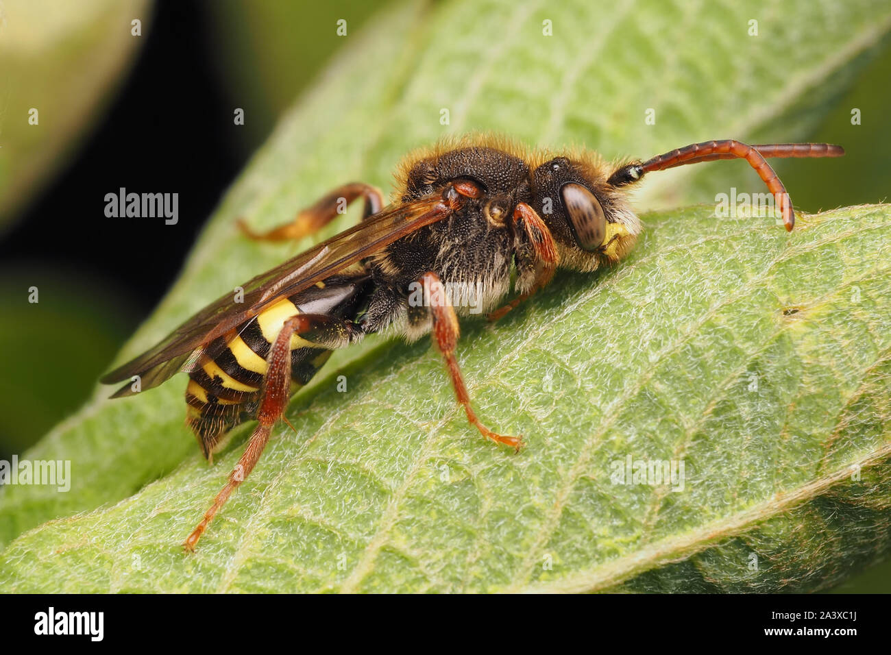 Marsham's Nomad Bee (Nomada marshamella) resting on plant leaf. Tipperary, Ireland Stock Photo