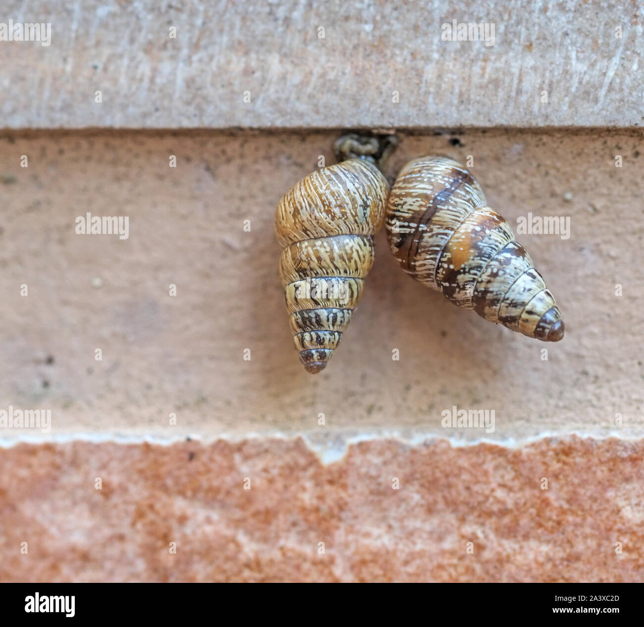 Two Cochlicella acuta aka pointed snails. Small but high-spired, pointy, air-breathing land snails. Stock Photo