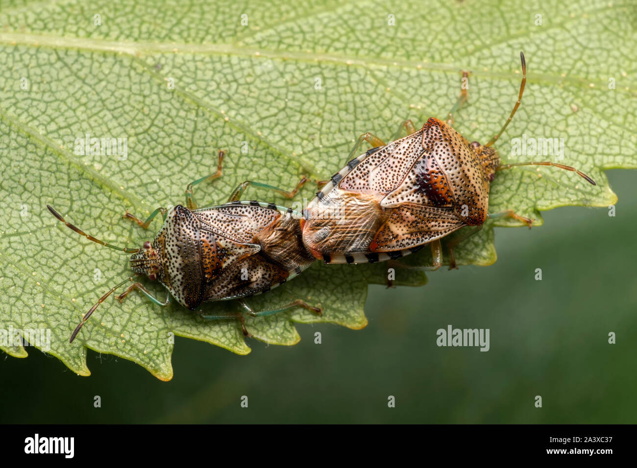 Mating Parent Bugs (Elasmucha grisea) on underside of birch leaf. Tipperary, Ireland Stock Photo