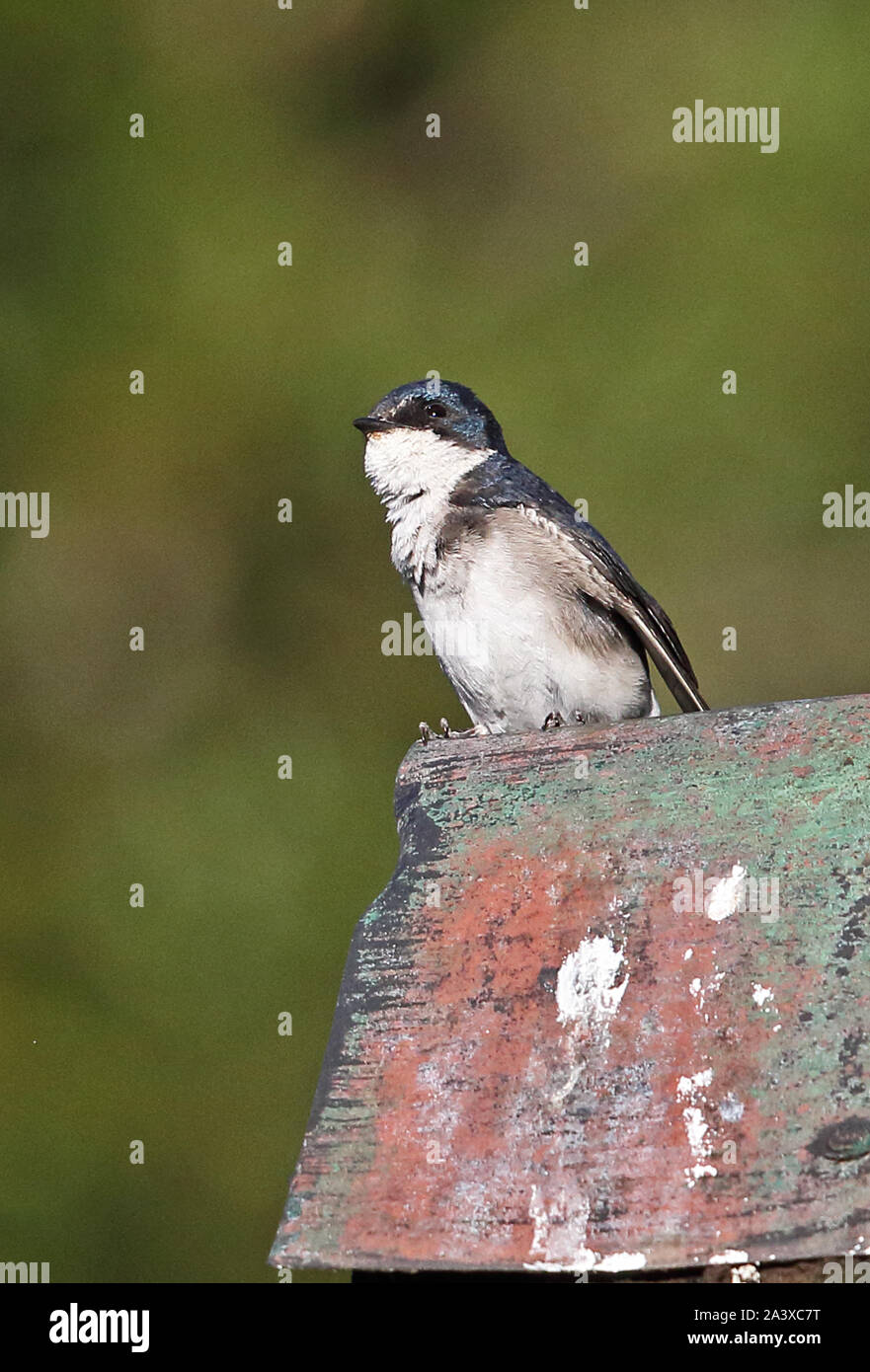 Chilean Swallow (Tachycineta meyeni) adult perched on a roof  Puyehue National Park, Chile         January Stock Photo