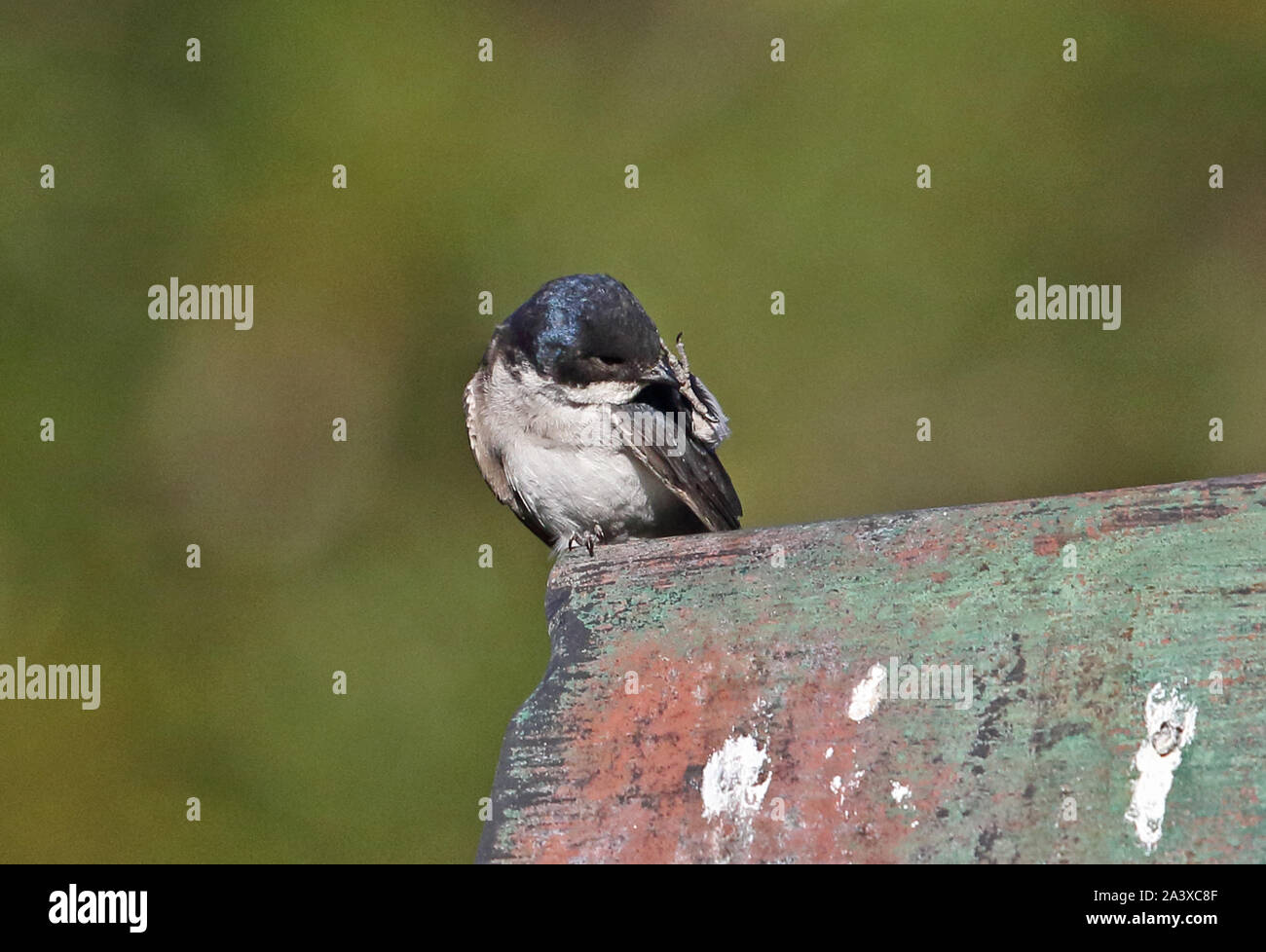 Chilean Swallow (Tachycineta meyeni) adult perched on a roof scratching head  Puyehue National Park, Chile         January Stock Photo