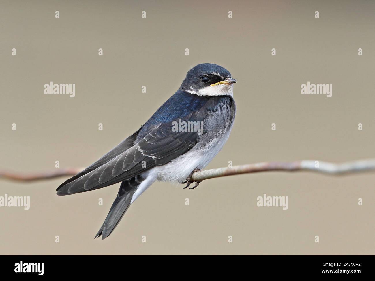 Chilean Swallow (Tachycineta meyeni) juvenile perched on wire  Punta Arenas, Chile               January Stock Photo