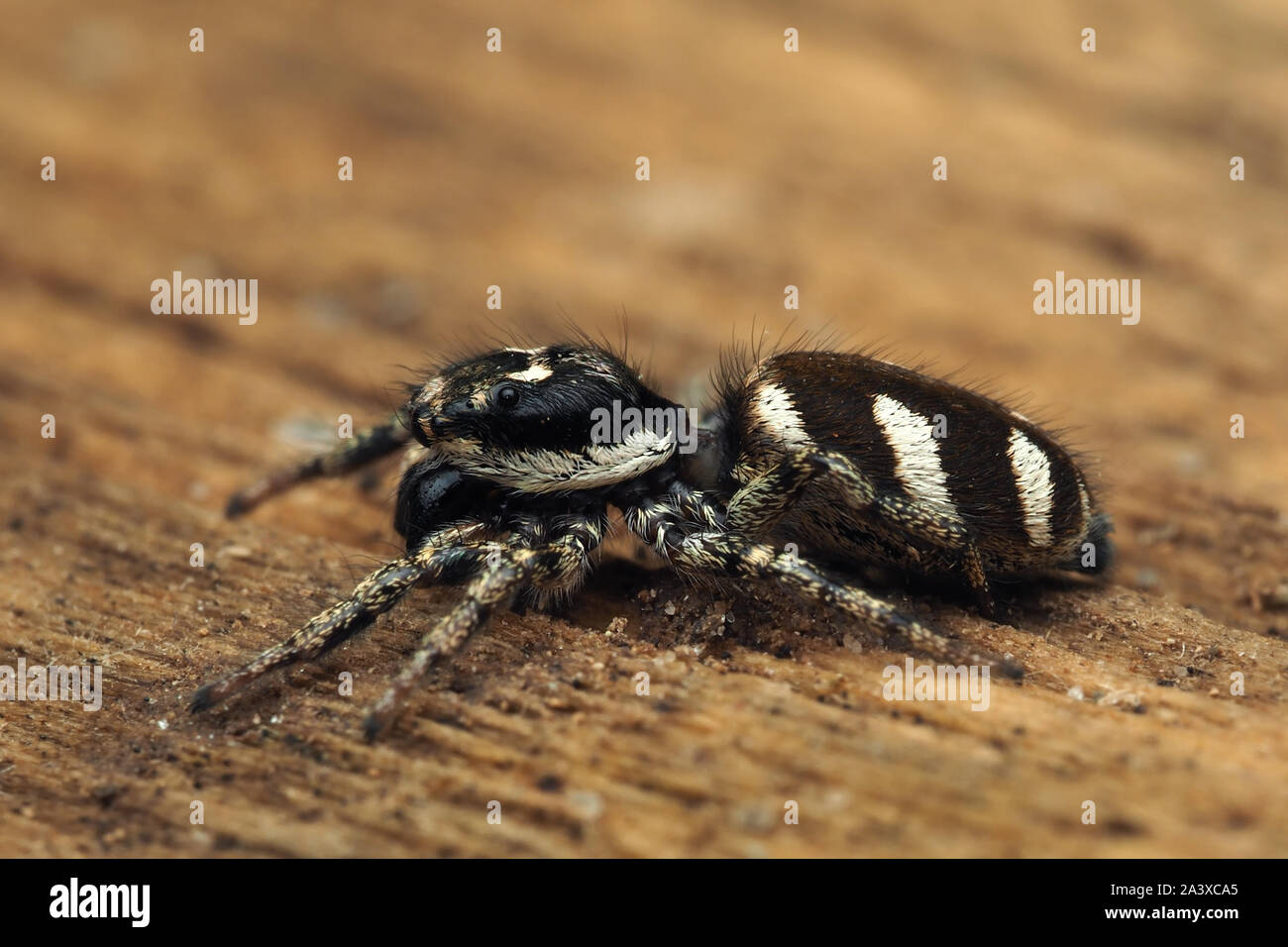 Side view of Zebra Jumping Spider (Salticus scenicus) on dead wood. Tipperary, Ireland Stock Photo