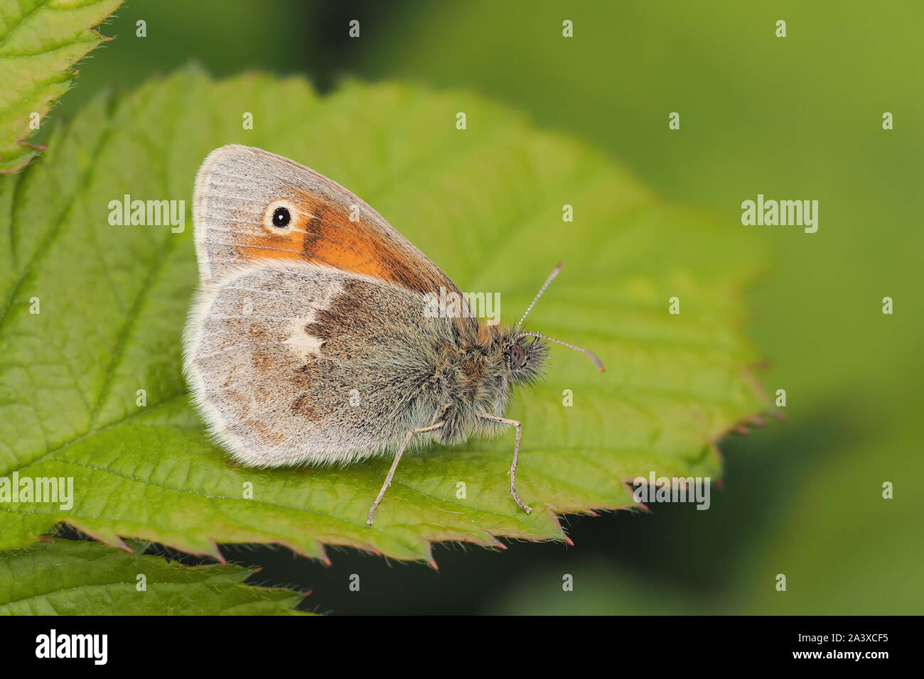 Small Heath butterfly (Coenonympha pamphilus) at rest on bramble leaf. Tipperary, Ireland Stock Photo