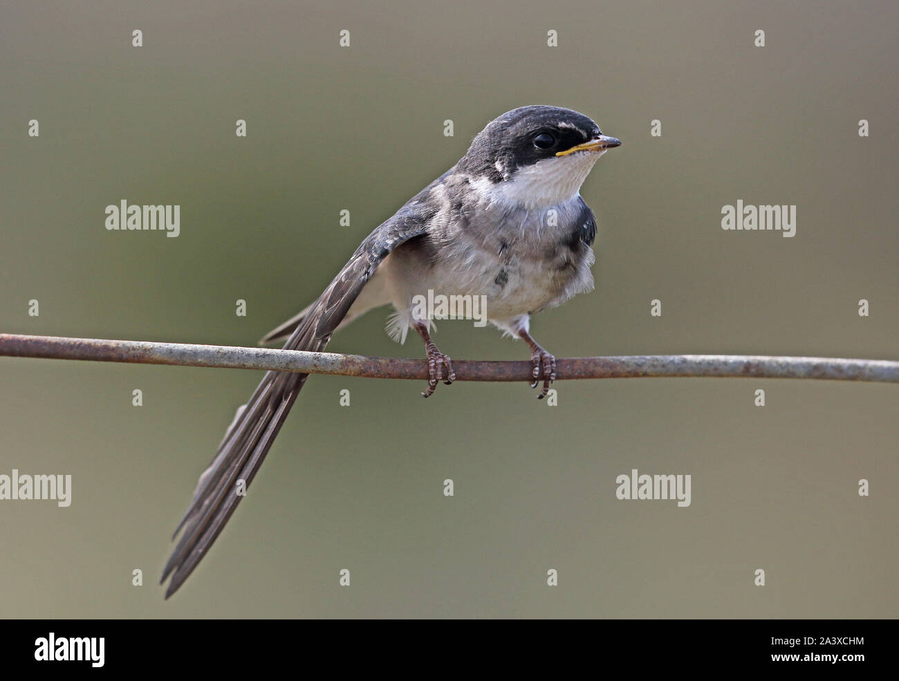 Chilean Swallow (Tachycineta meyeni) juvenile perched on wire, wing stretching  Punta Arenas, Chile               January Stock Photo