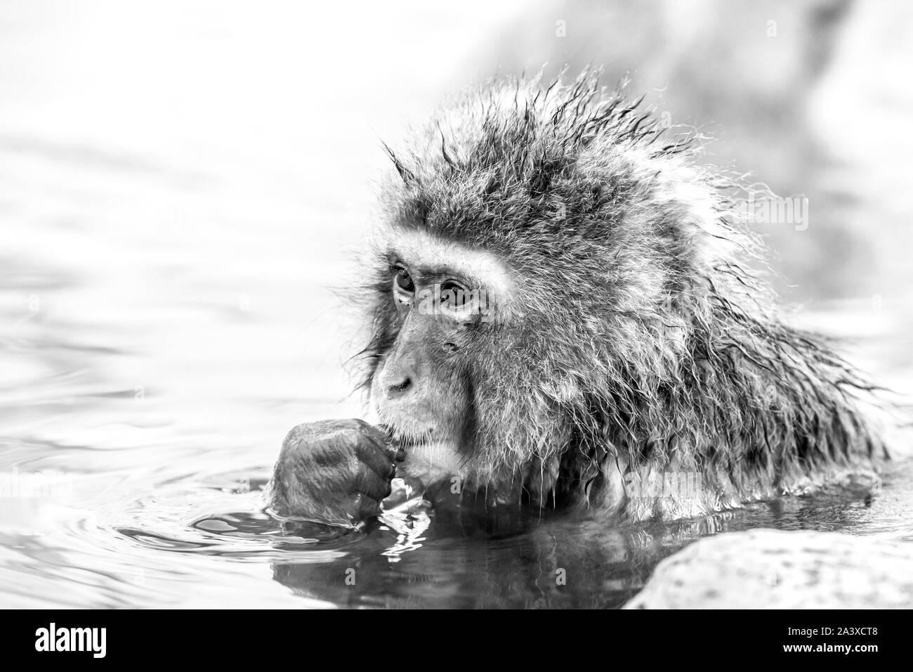 Black and white portrait of Snow monkey (Macaca fuscata) from Jigokudani Monkey Park in Japan. Cute Japanese macaque sitting in a hot spring. Stock Photo