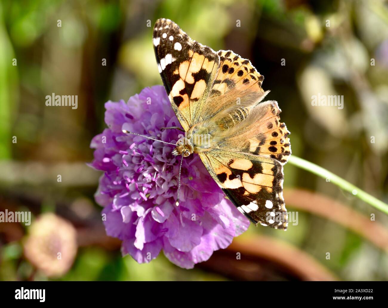 Painted Lady butterfly on a Scabiosa flower. Stock Photo