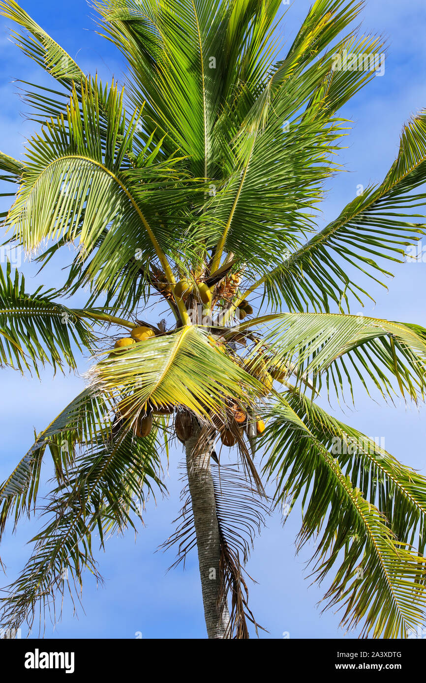 Close view of the palm tree top with coconuts Stock Photo