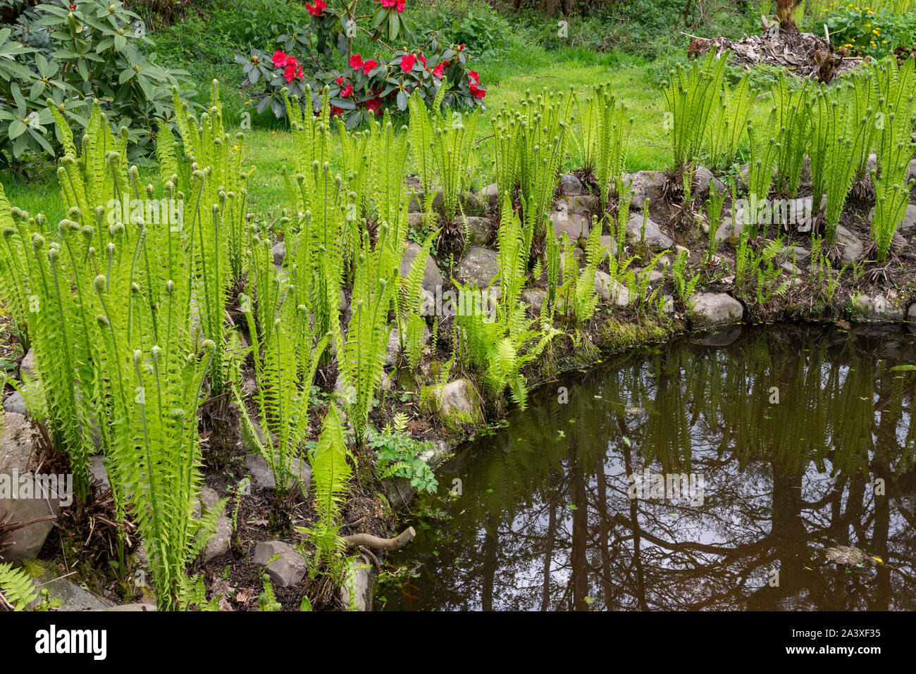 Poolside ferns hi-res stock photography and images - Alamy