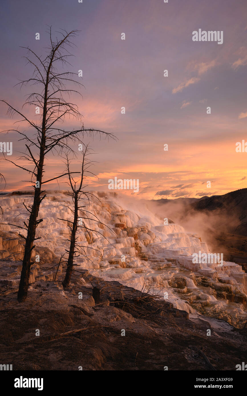 Canary Spring travertine formations at sunrise, Upper Mammoth Terraces, Yellowstone National Park, Wyoming, USA. Stock Photo