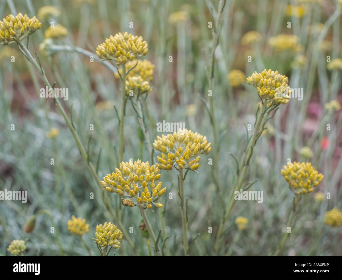 Helichrysum italicum plant Stock Photo