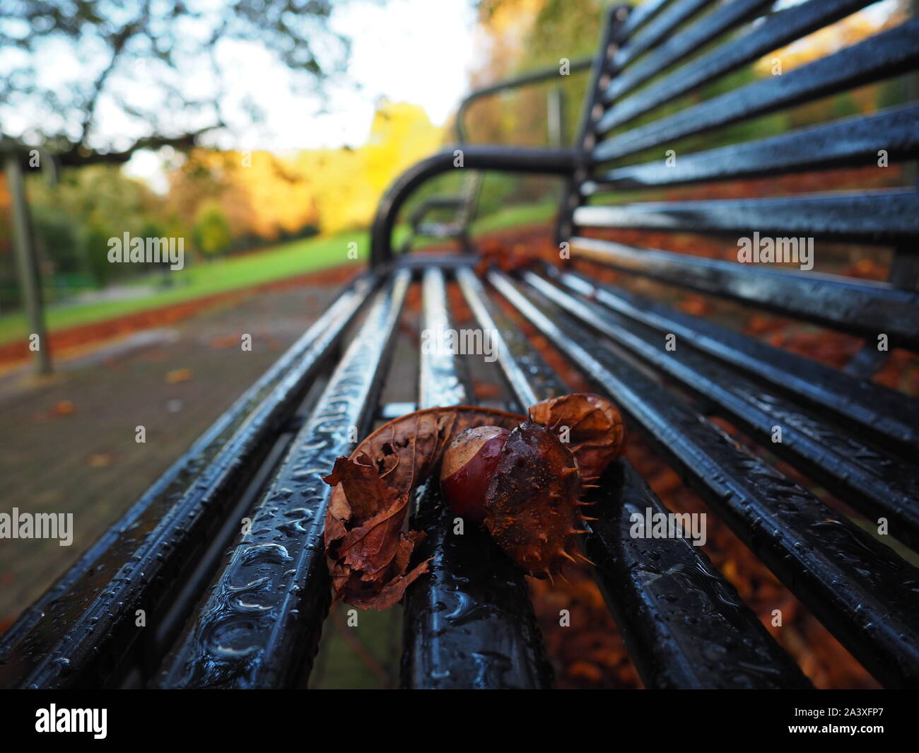 Conkers on a bench in the park Stock Photo