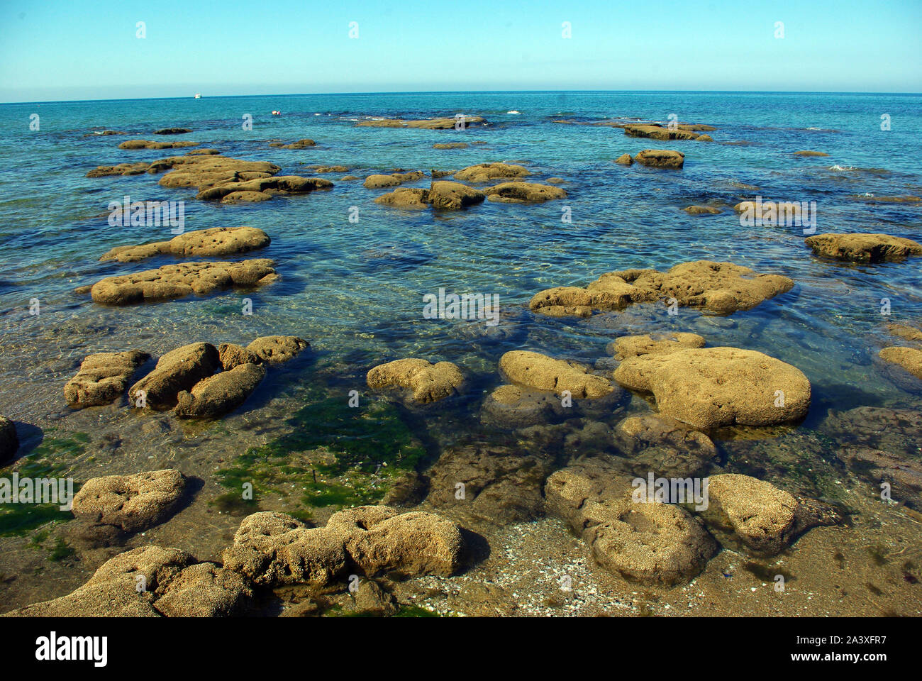 Mediterranean reef building by polychaete worms (Sabellaria alveolata) Stock Photo