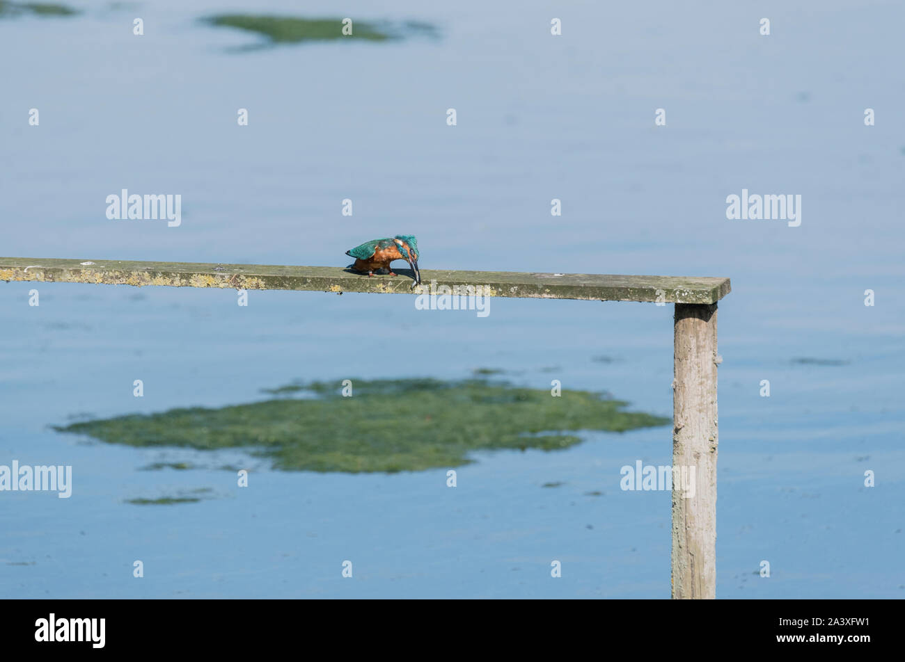 Juvenile male Kingfisher (Alcedo atthis) with a fish Stock Photo