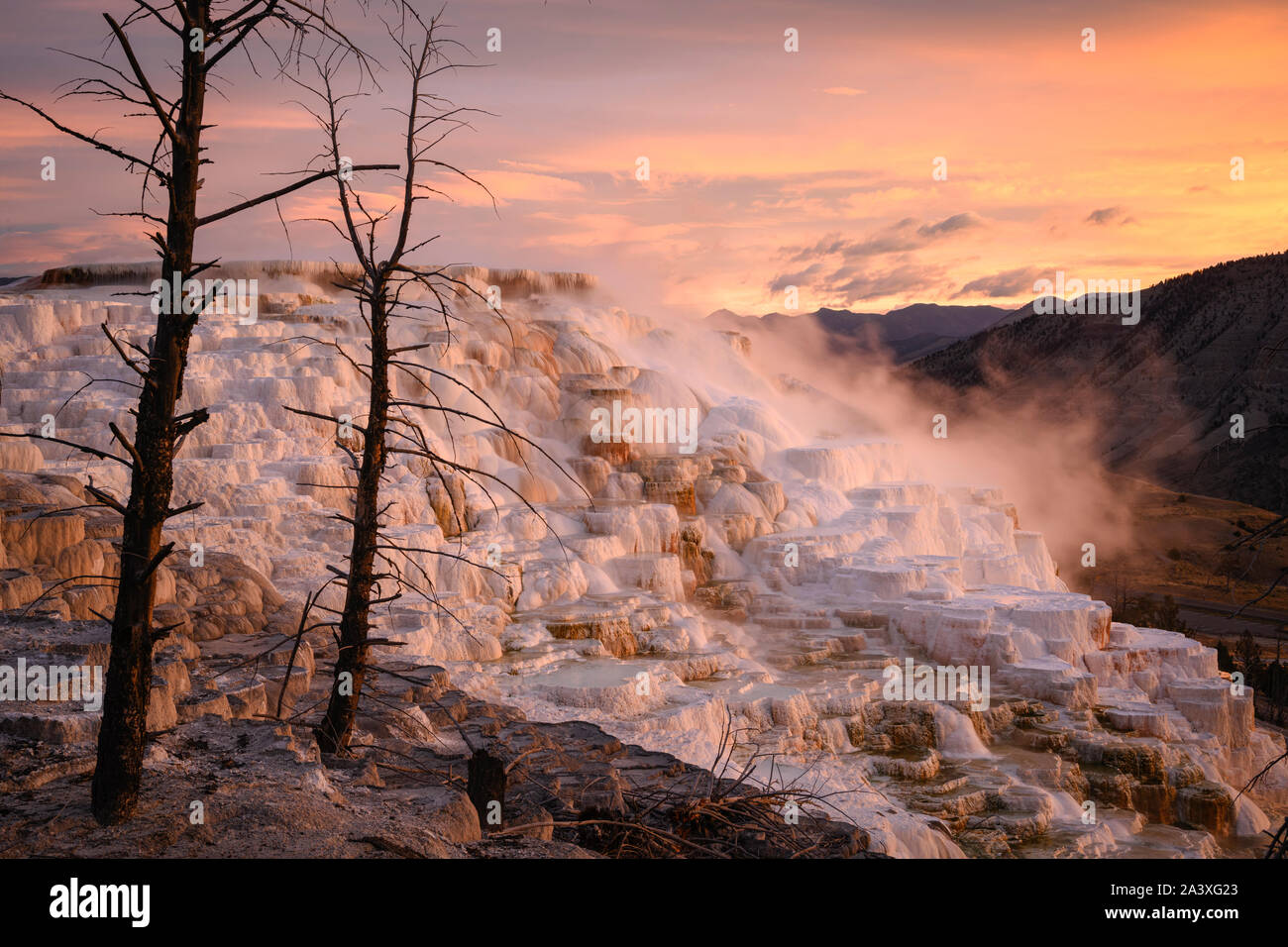 Canary Spring travertine formations at sunrise, Upper Mammoth Terraces, Yellowstone National Park, Wyoming, USA. Stock Photo
