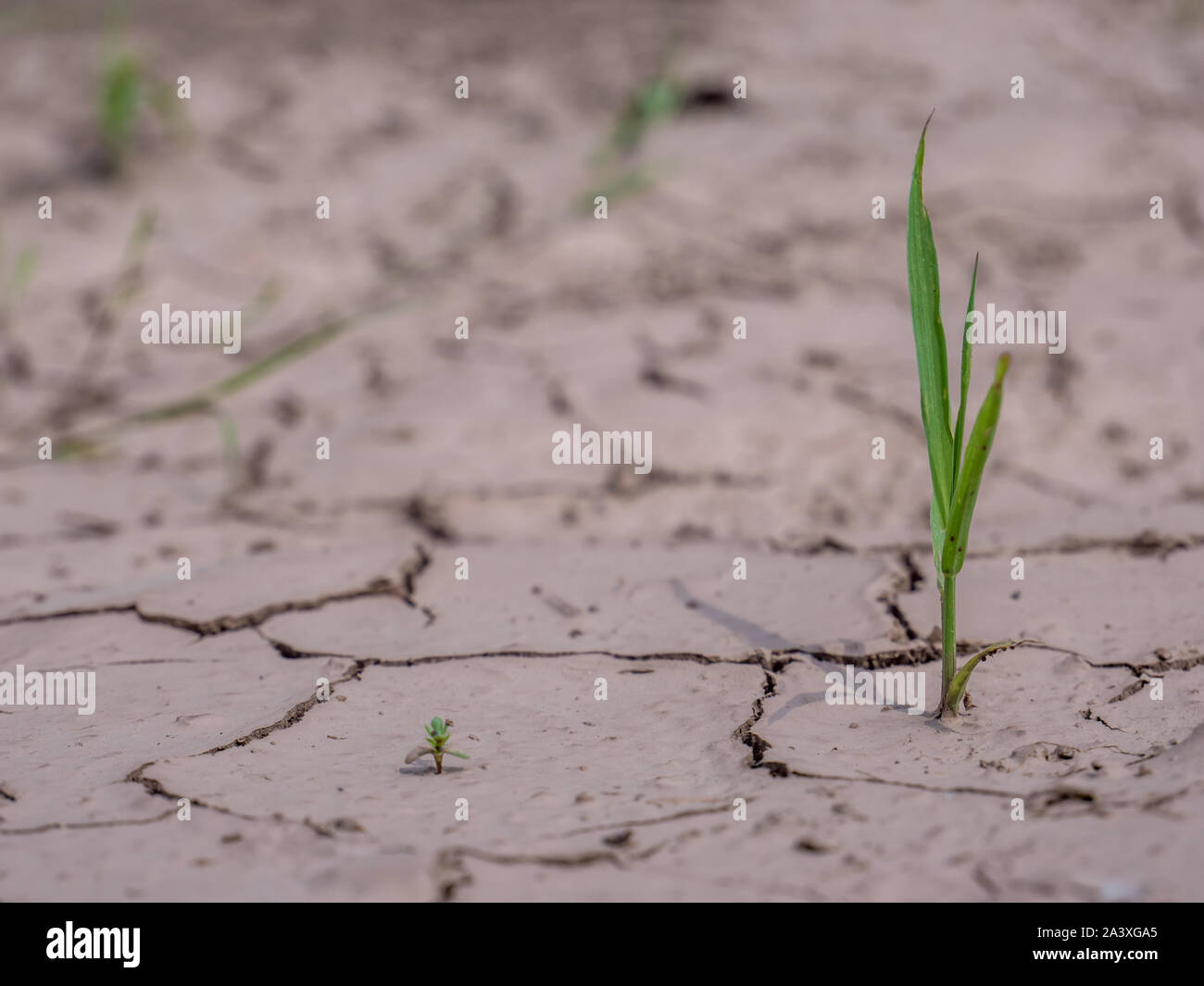 Plant in dried cracked mud Stock Photo Alamy