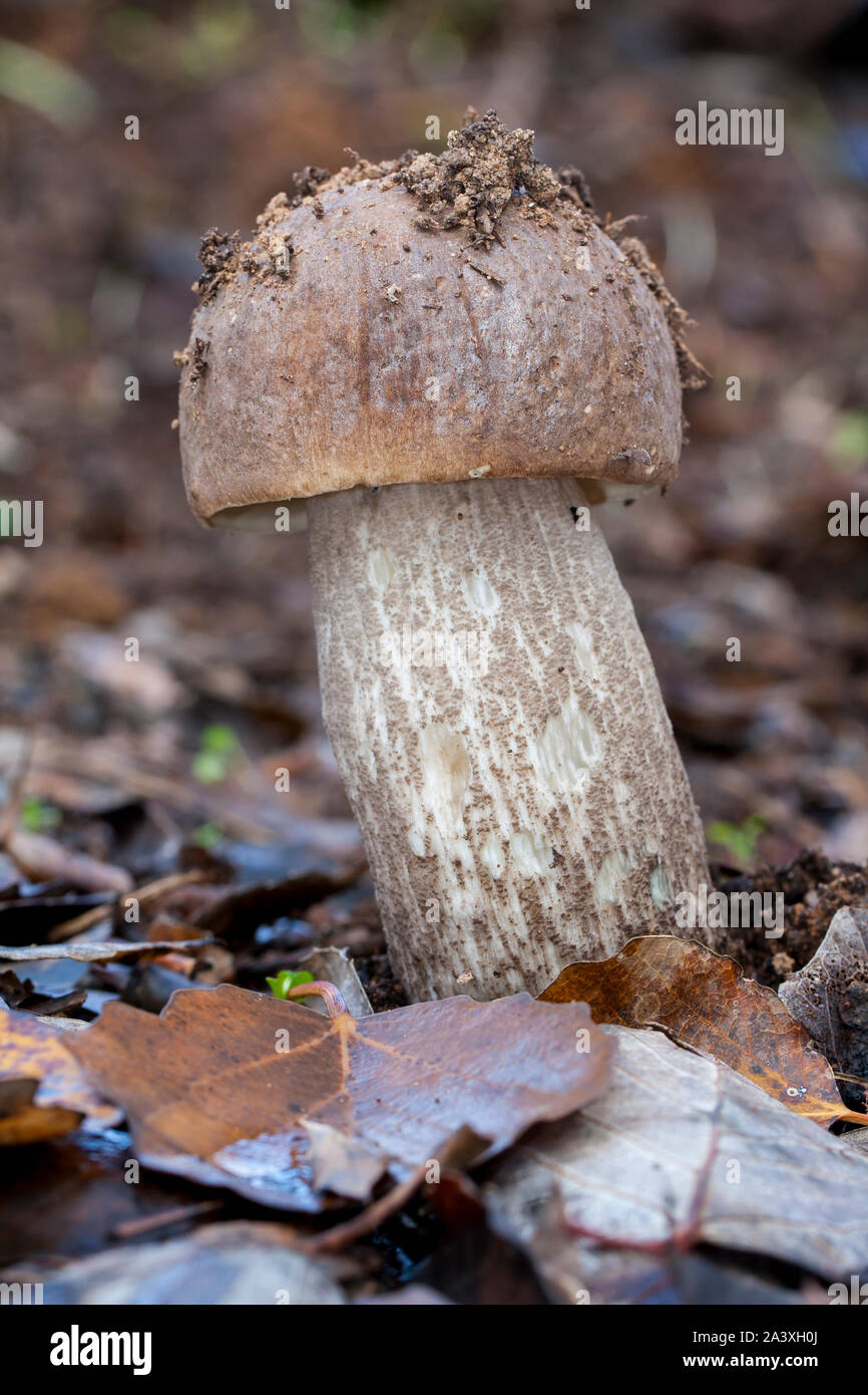 Leccinum versipelle growing in autumn in the forest among birches Stock Photo
