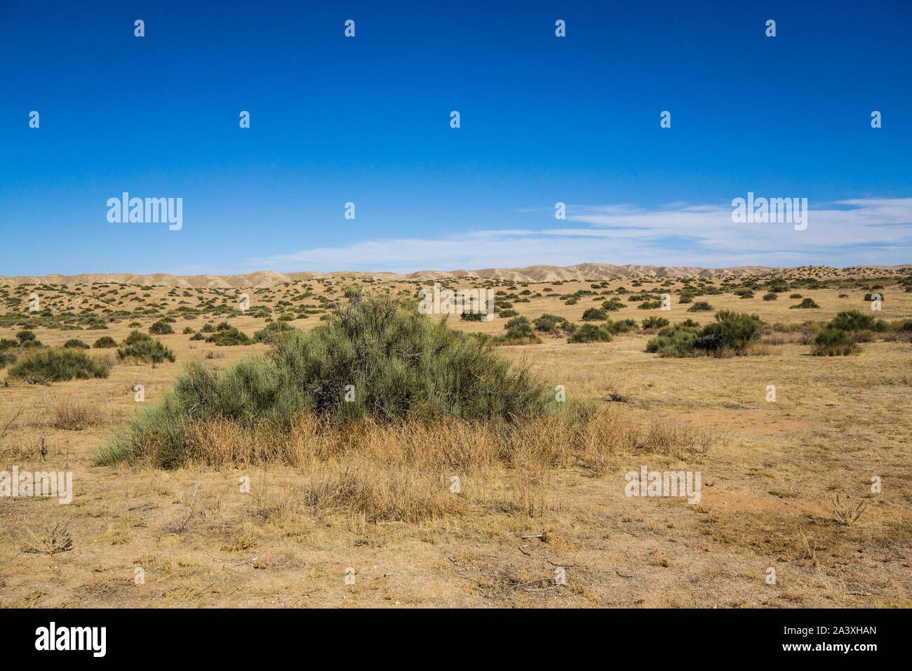 Green creosote bush grows in the dry arid desert of southern California. Stock Photo
