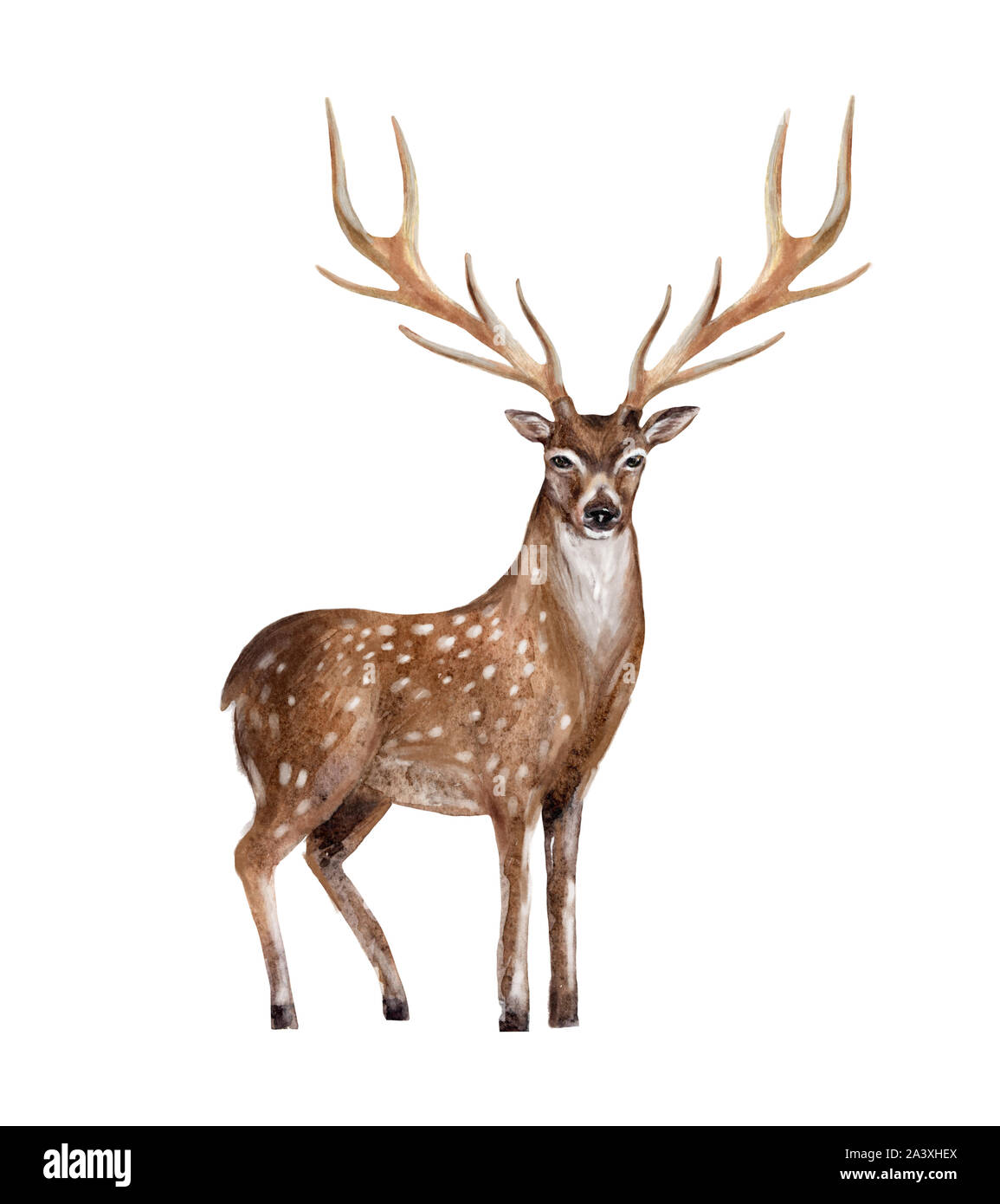 Watercolor deer hires stock photography and images Alamy