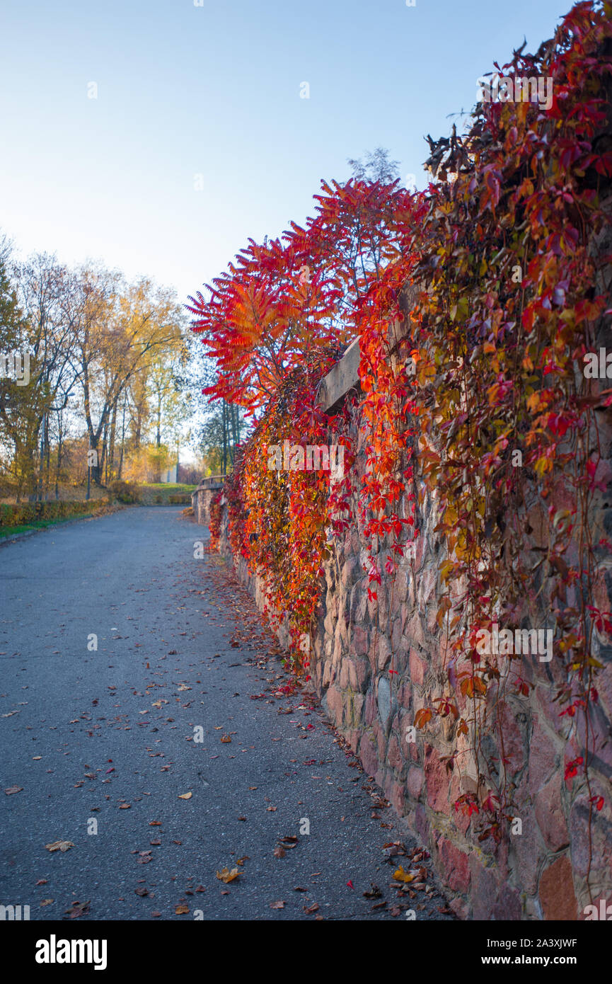 Colorful autumn forest in fall from the Ozark Mountain wilderness of