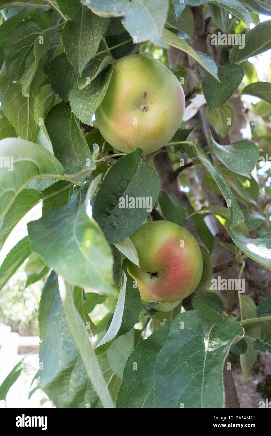 Malus domestica 'Northpole' apple tree. Stock Photo