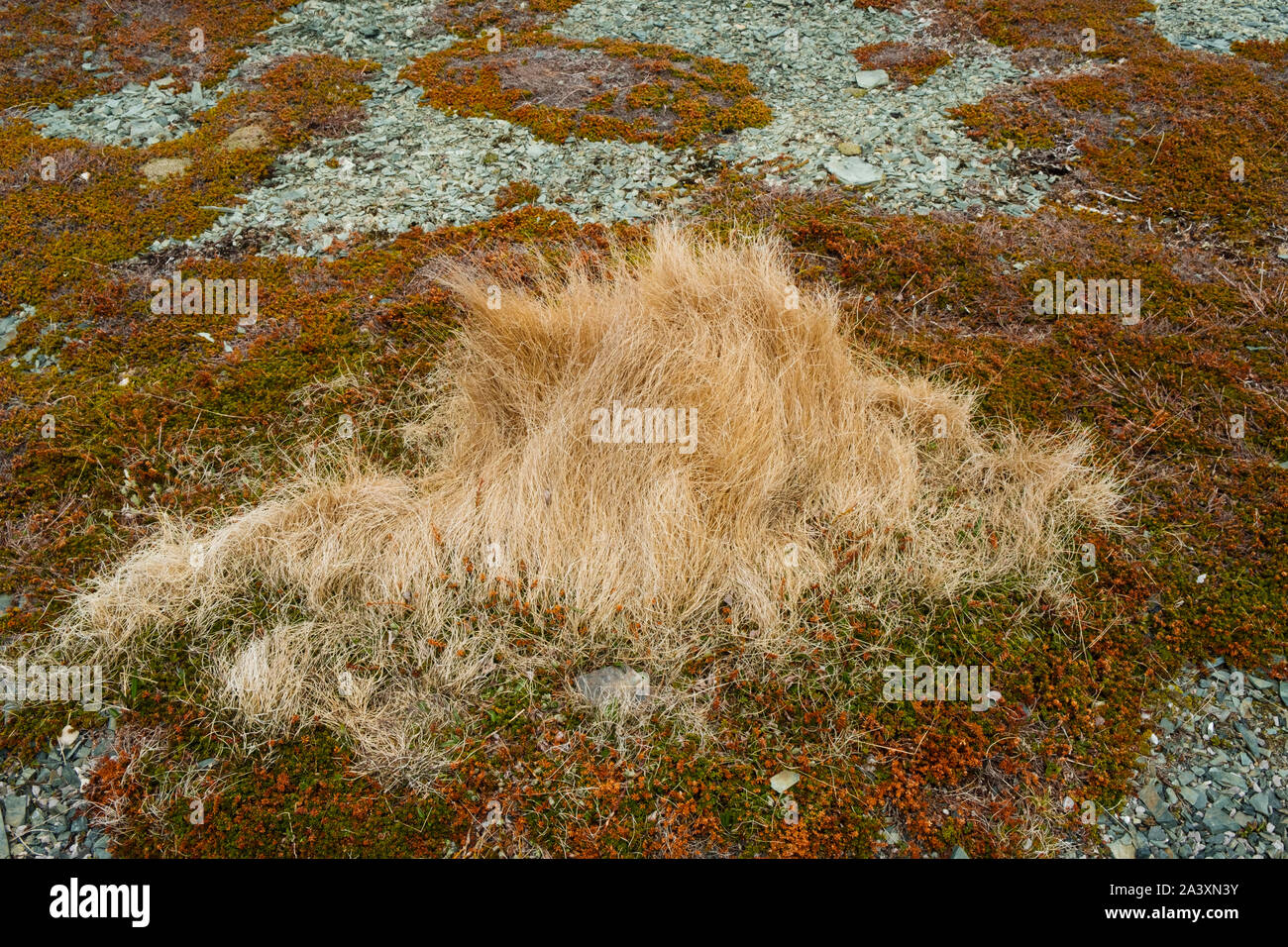 Hairy grass plant and other tundra plants in Goose Cove, Newfoundland on the Great Northern Peninsula Stock Photo