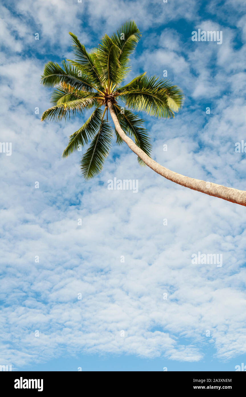 Coconut palm tree and clouds in blue sky; Coral Coast, Fiji. Stock Photo