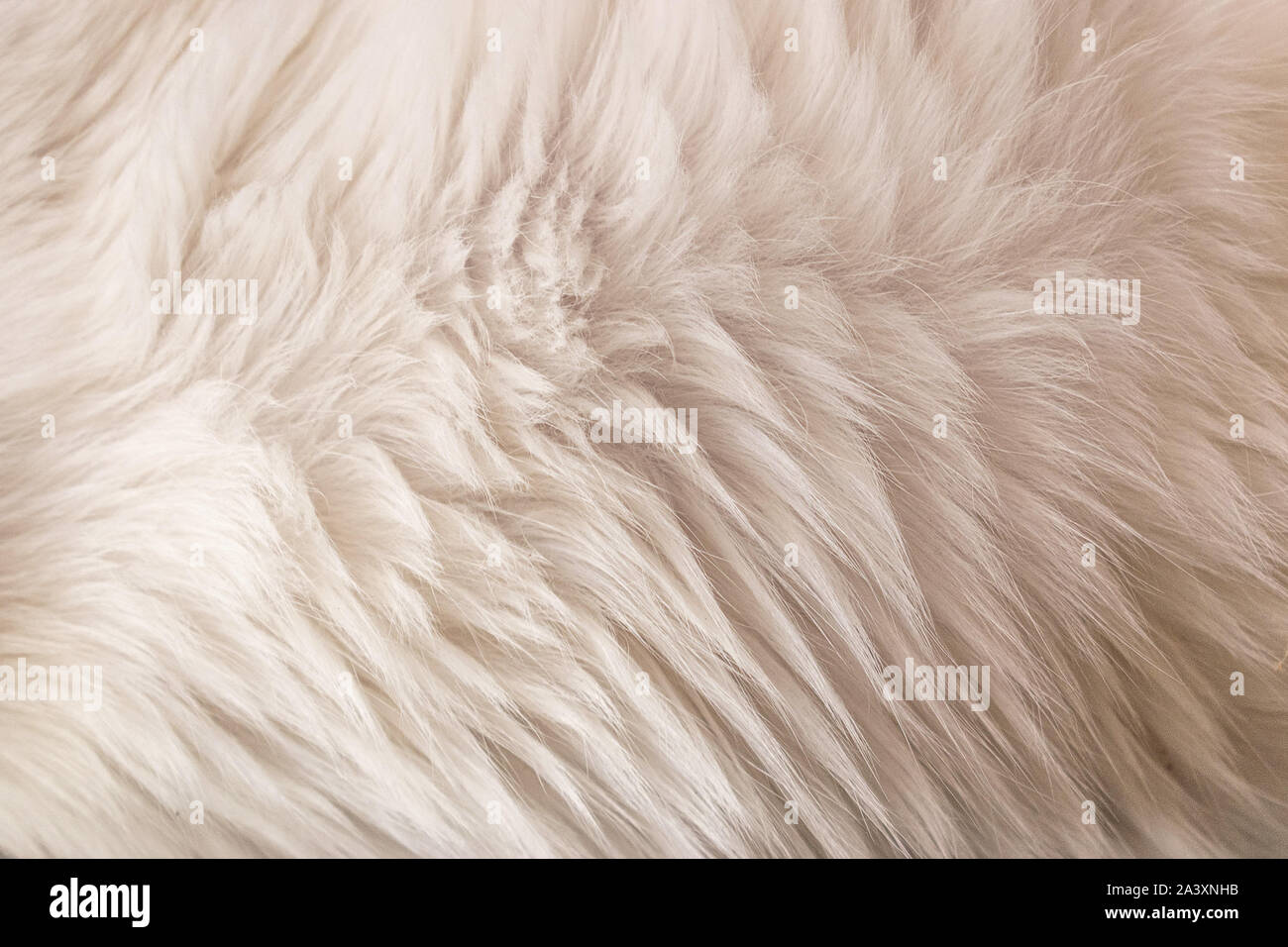 white cat animal fur texture closeup macro Stock Photo