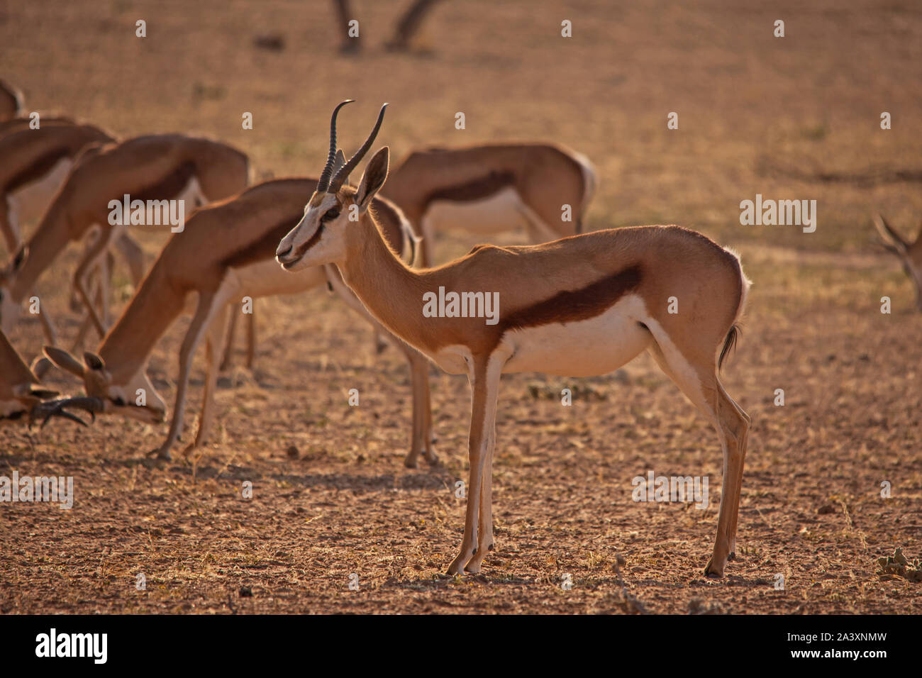 Wildlife ecology hi-res stock photography and images - Alamy
