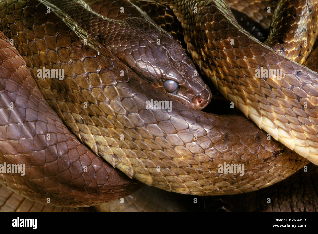 Brown Tree Snake, Guam, Micronesia; accidental introduction and predator on native bird population. Native to Solomon Islands. #7284-0112 Stock Photo