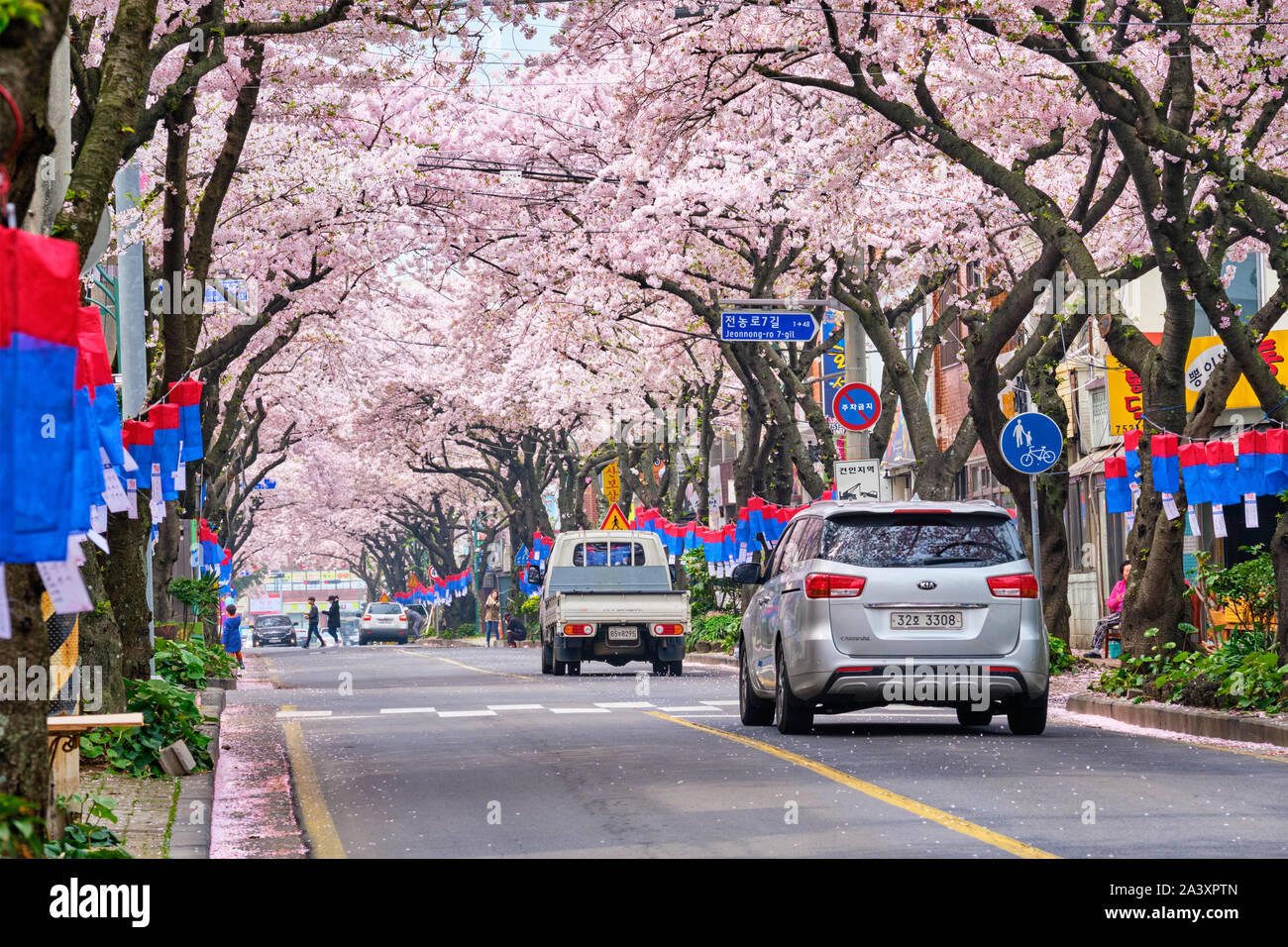 Blooming sakura cherry blossom trees in Korea Stock Photo Alamy