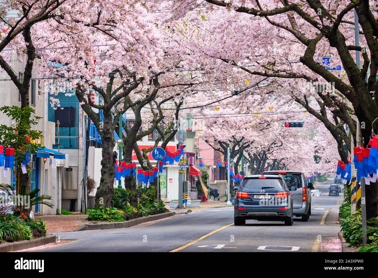 Blooming sakura cherry blossom trees in Korea Stock Photo Alamy