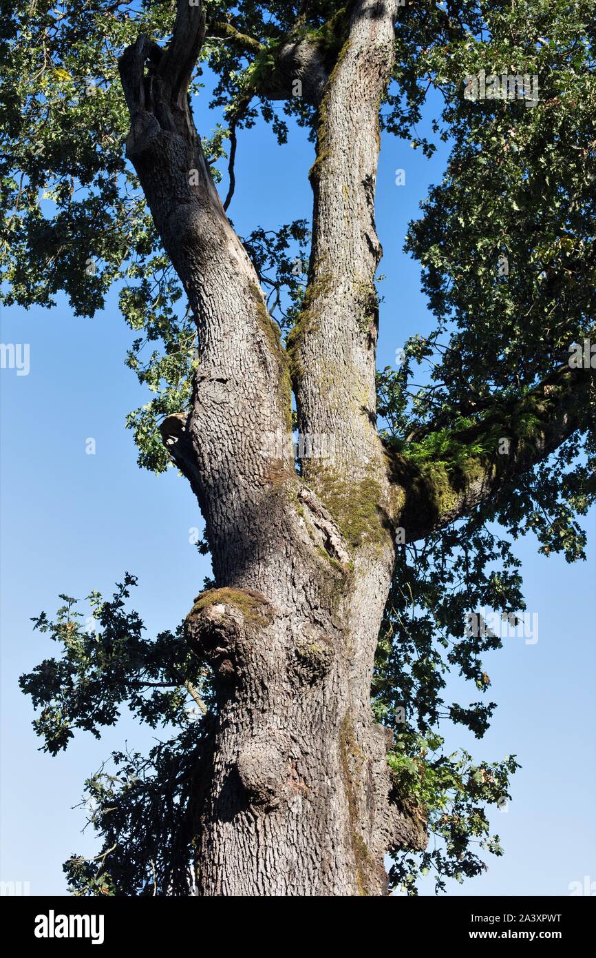 Quercus garryana Oregon white oak tree Stock Photo Alamy