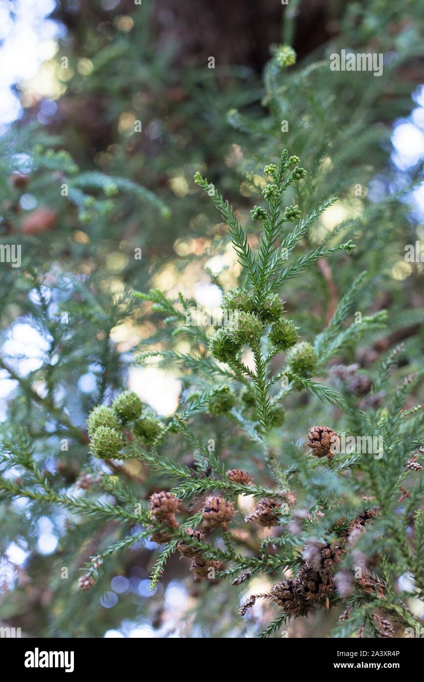 Cryptomeria japonica, Japanese Cryptomeria tree. Stock Photo