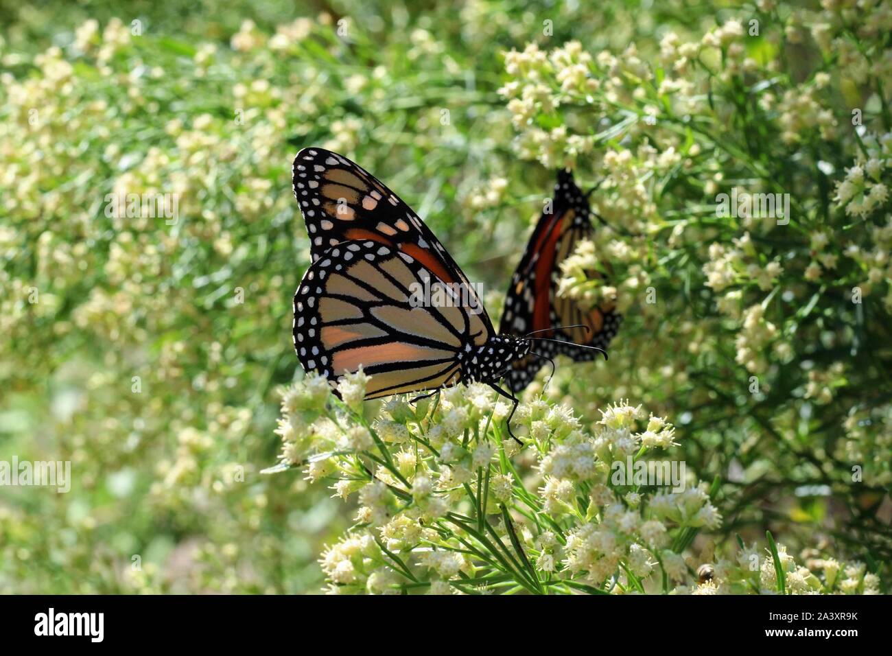 Monarch butterflies stopping in San Angelo, Texas, USA during their
