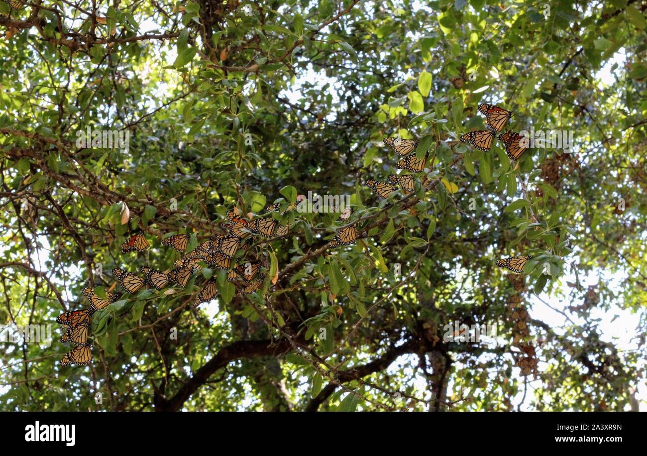 Monarch butterflies migration flight hires stock photography and